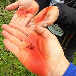 Achiote (Annatto)