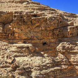 Voll sportliche Ziegen 🐐