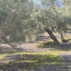 ...und hier sowohl auf als auch unter dem Baum.