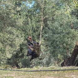 Doch noch nicht ganz ruhig. Der Baumschnitt mit Kettensäge nach der Ernte.
