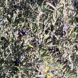 Hier sind die Oliven noch am Baum...