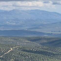 Unterwegs in Úbeda, von der Stadt in die Oliven-Plantage 🚶‍♂️🐕‍🦺🚶‍♀️.