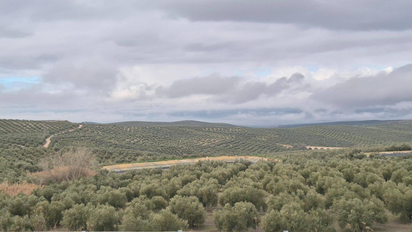Ca. 30km vor Úbeda: Oliven, soweit man sehen kann, rechts und links der Autobahn.