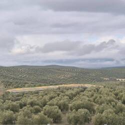 Ca. 30km vor Úbeda: Oliven, soweit man sehen kann, rechts und links der Autobahn.