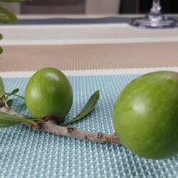 Arganzweig vom Baum auf CP