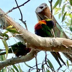 hunderte Sittiche und Papageien in den Bäumen