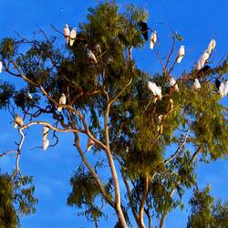 hunderte Sittiche und Papageien in den Bäumen