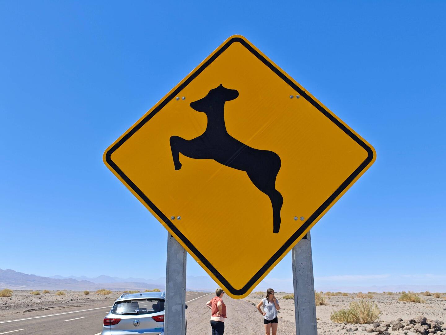 Reh mit Fettarsch - oder einfach nur Wildwechsel in der Wüste