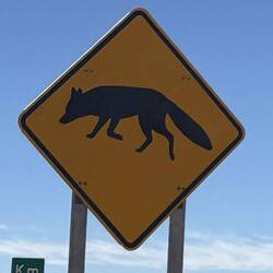 Fuchs, hier speziell der Andenfuchs