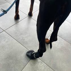 ..die AUA PFOTE 🐾