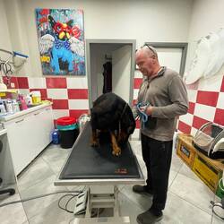 ..sie will ständig an der Wunde lecken