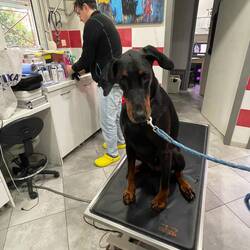 ..der Tierarzt ist sehr kompetent 👍🏻