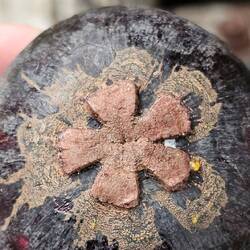 Mangostane - die Unterseite zeigt wieviele Fruchtspalten im Inneren sind.