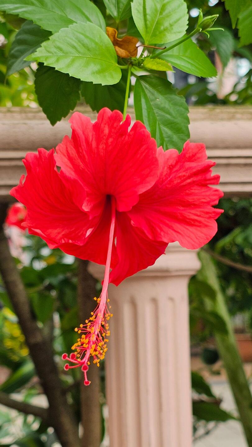 Hibiskus - Nationalblume Malaysias. 