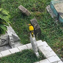 Schwarznackenpirol am Friedhof.