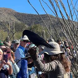 Raptor free flight show. This one is a Raven.