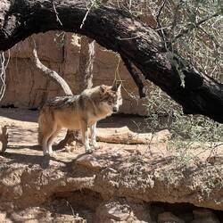 Mexican Gray Wolf