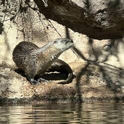 River Otter
