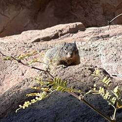 Squirrels live in the desert too.