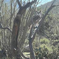 Raptor Free Flight show. This one is the Great Horned Owl.