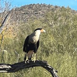 Forgot the name of this bird. All part of the Raptor Free Flight show.