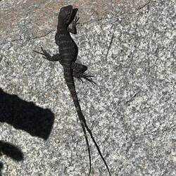 One of the many "free" residents at the desert museum.