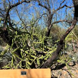 Interesting cactus growth around a tree.