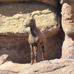 Bighorn sheep.