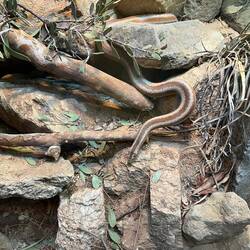 One of many specimins in the snake and reptile building.