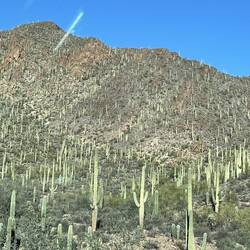 Scenery along Gates Pass Road. (Saguaro Cactus.)