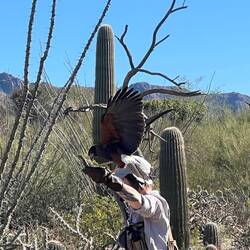 Bird with one of the handlers.