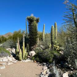 Some of the desert trees/cacti.