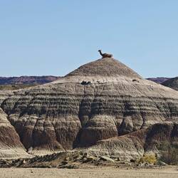 Fotogenes Guanako (ja das ist echt)