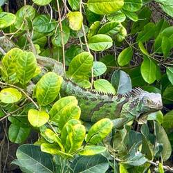 Medium sized green iguana