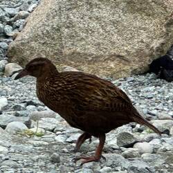 Weka