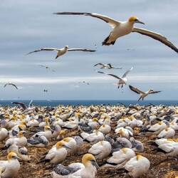 Die andere Kolonie befindet sich weiter auf dem Land