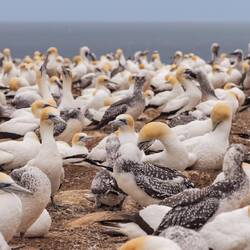 Die Kids erkennt man gut am dunklen und flauschigen Gefieder