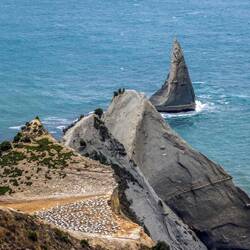 Das Cape Kidnappers mit einer von zwei Tölpelkolonien