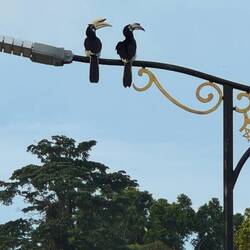 Beautiful hornbill couple - male on the L, female on the R. Monogamous birds they mate for life.