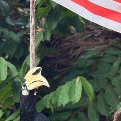 Malaysia's national bird is a hornbill