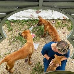 Having some fun with the local pups