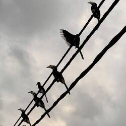 At least 30 birds above us. No matter how many times you see them, they are always very special.