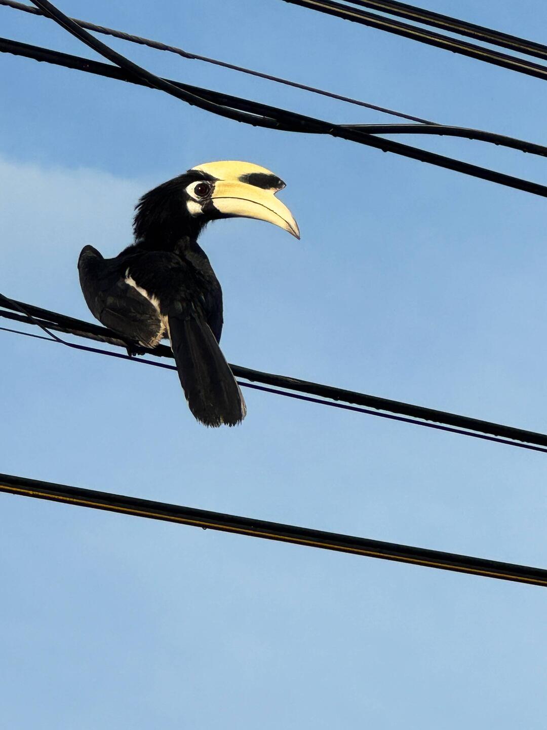 The majority of the hornbills on Pangkor Island are pied hornbills. What beauties they are.