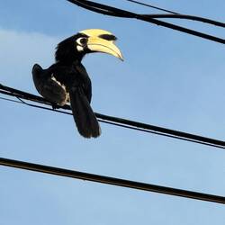 The majority of the hornbills on Pangkor Island are pied hornbills. What beauties they are.