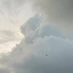 Hornbills deftly catching banana chunks thrown into the sky.