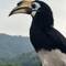 Lady pied hornbill