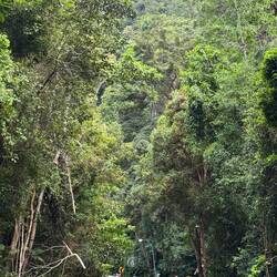 We really loved the green junglyness of Pangkor Pulau