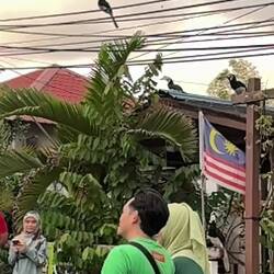 Swiftly and surprisingly delicately hornbills swoop down to grab banana chunks