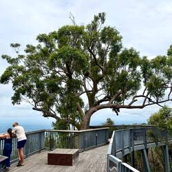 Mount Archer National Park Boardwalk