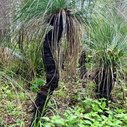 Grasbaum mit neuem Leben